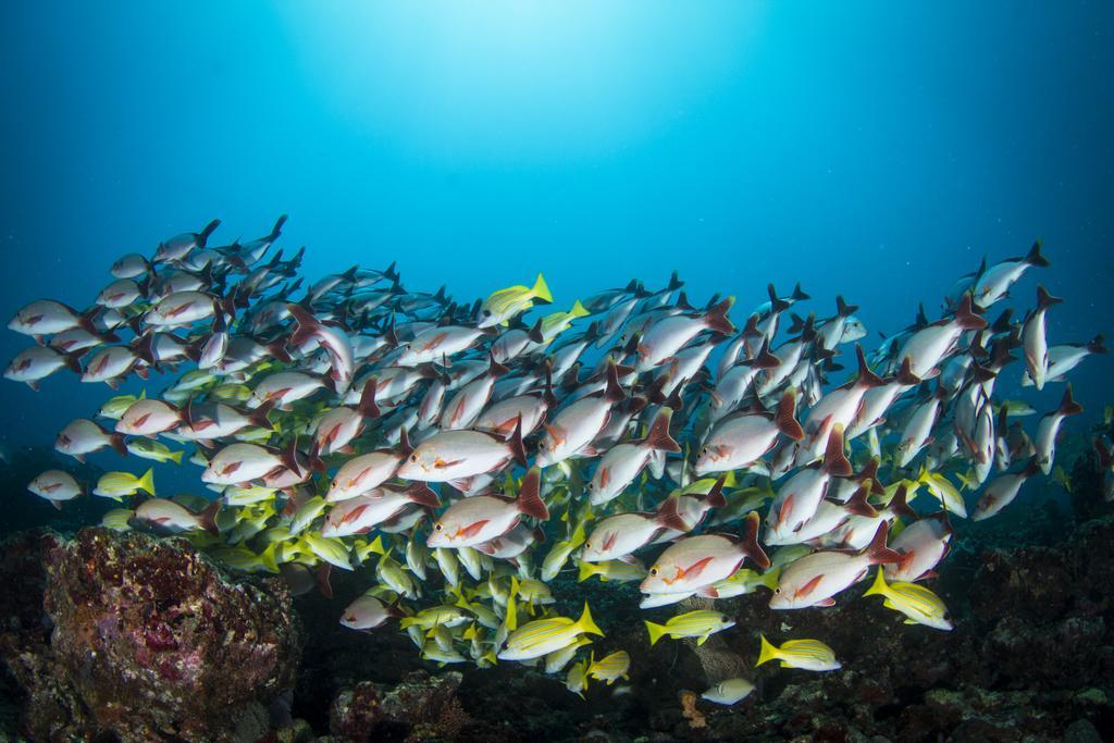 Boutique Beach All Inclusive Diving Hotel Dhigurah  Exterior photo