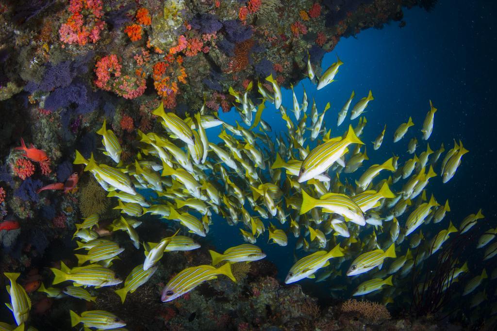 Boutique Beach All Inclusive Diving Hotel Dhigurah  Exterior photo