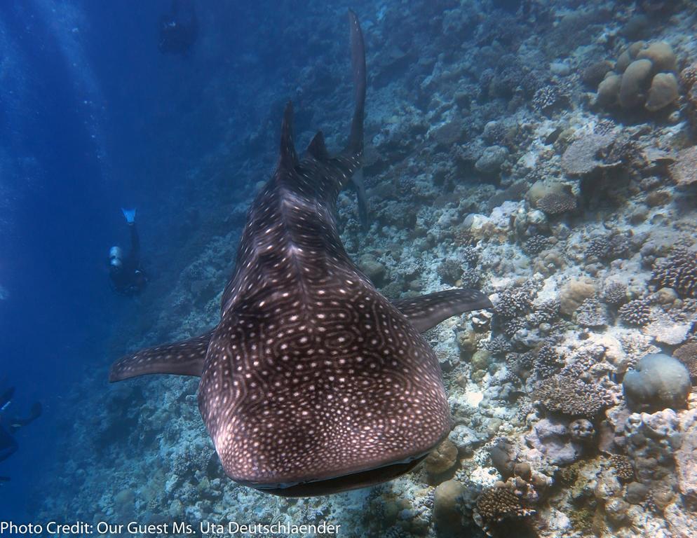 Boutique Beach All Inclusive Diving Hotel Dhigurah  Exterior photo