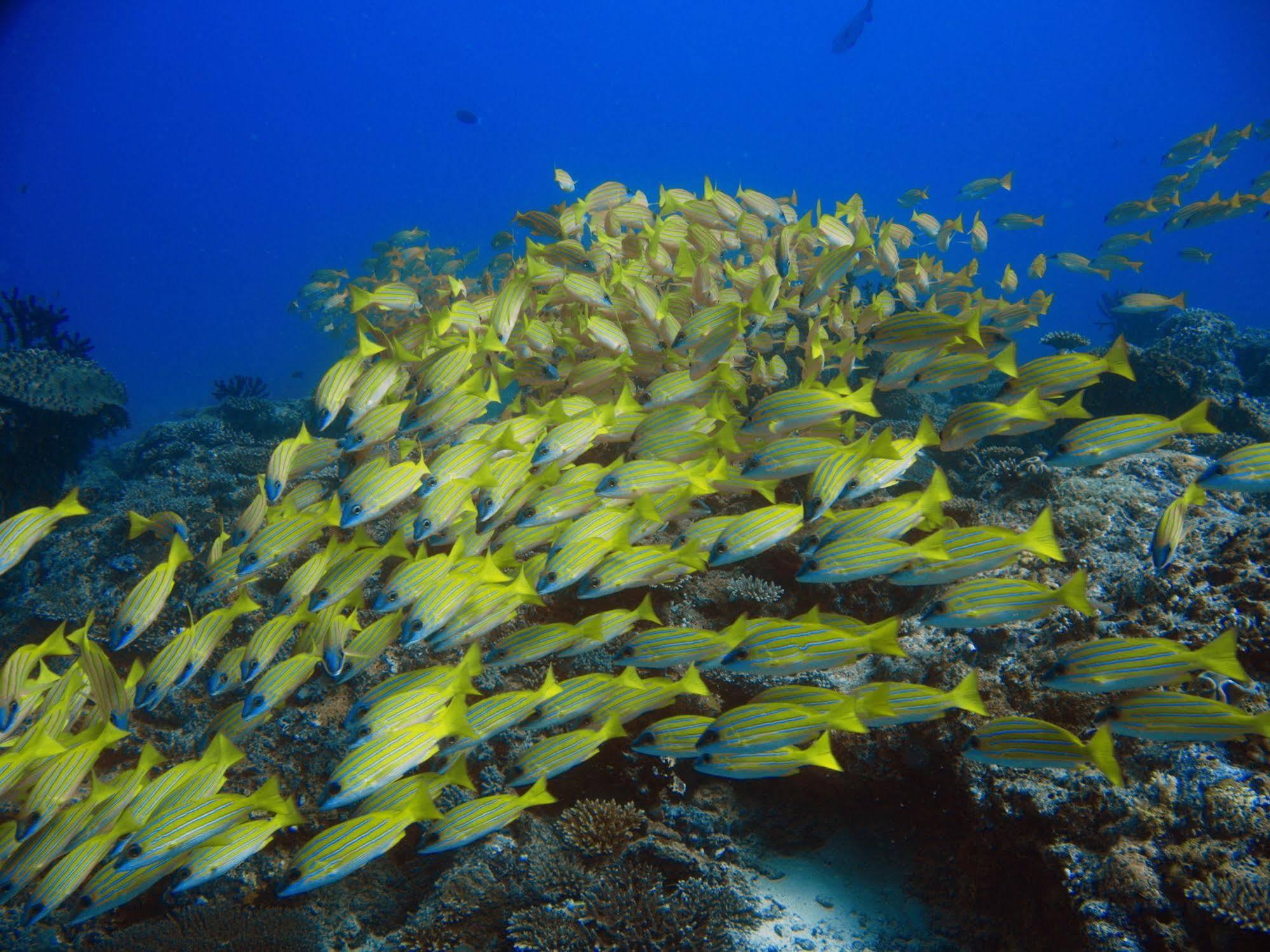 Boutique Beach All Inclusive Diving Hotel Dhigurah  Exterior photo